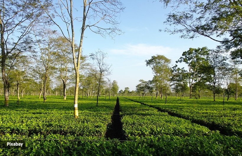 Assam Land Rights Act for Tea Workers