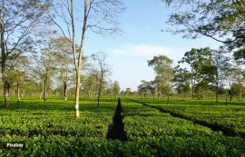 tea plant, Assam tea plantation, tea plant