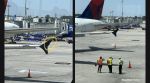 bees on plane