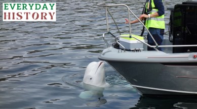 beluga whale spy