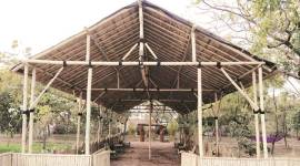 Koteshwar Wilderness Biodiversity Park, Biodiversity Parks in Gujarat, over 700 species documented in the park, Ahmedabad site, Biodiversity Park near Narendra Modi Stadium, indian express, indian express news