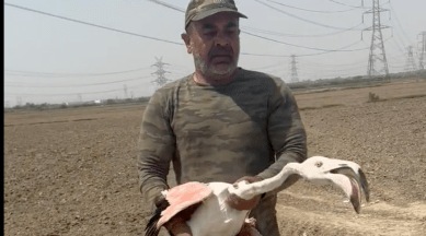 gurgaon great flamingo