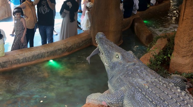 Byculla Zoo opened, gallery of reptiles at Byculla Zoo, Veermata Jijabai Bhosale Udyan, Ranibaugh, gallery of crocodiles and gharials, zoo officials, indian express, indian express news