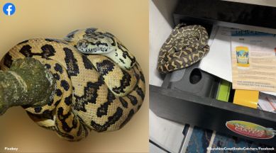 carpet python desk drawer