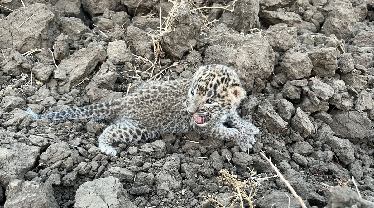 Leopard cub reunited with mother, Vadodara leopard news, Vadodara leopard cub separated from mother, Gujarat forest officials, baroda news, gujarat, indian express