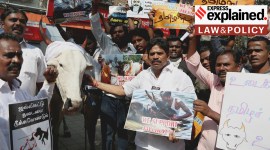 People protesting to end the SC ban on Jallikattu at Matunga with posters. A bull is also seen.