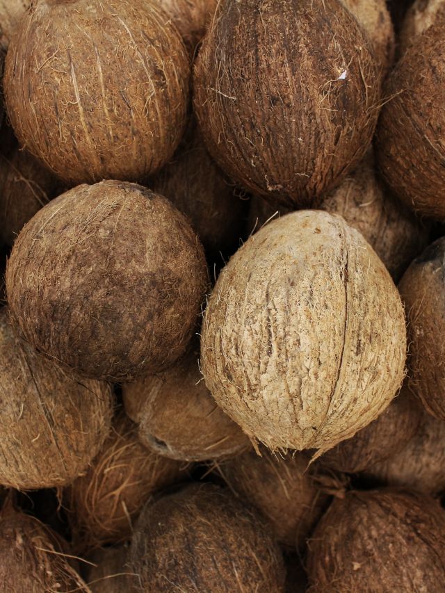 ayurvedic-qualities-of-coconut-the-indian-express