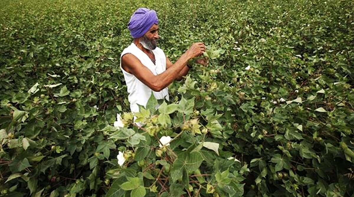 Bhagwant Mann govt wants 3 lakh hectares under cotton, but farmers ...