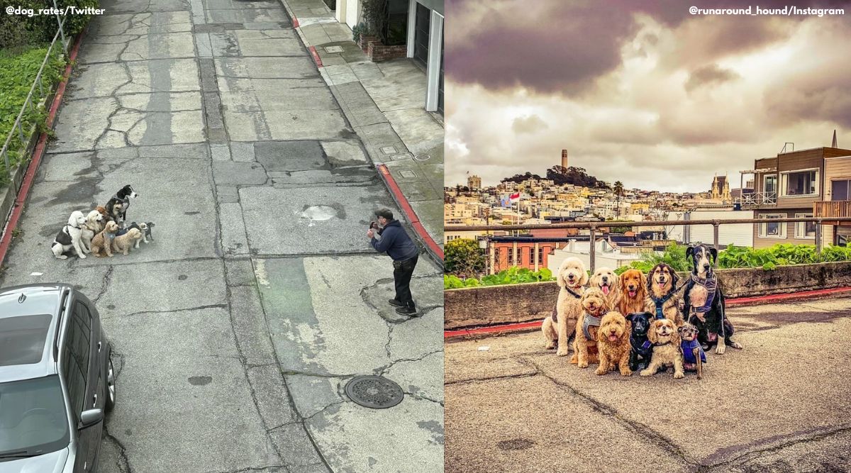 Dogs assemble for group photo, netizens call it 'best thing on internet' |  Trending News - The Indian Express