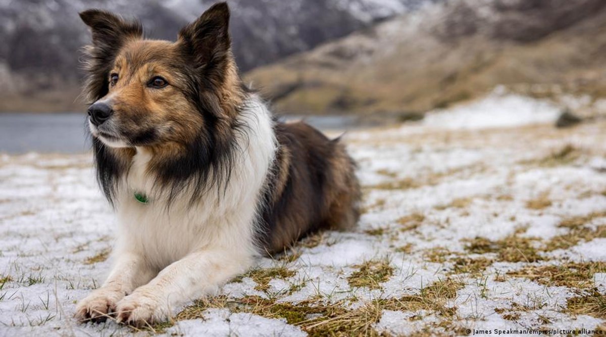 Why is my dog avoiding me after my miscarriage? Lifestyle News The