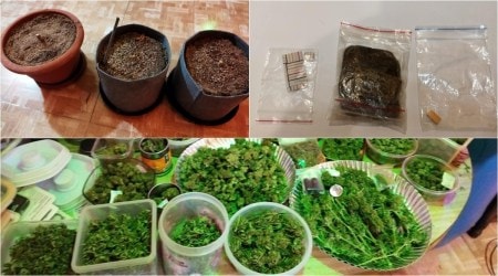 international drug cartel in Goa busted