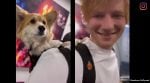 Ed Sheeran with Maxine the corgi