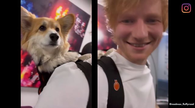 Ed Sheeran with Maxine the corgi