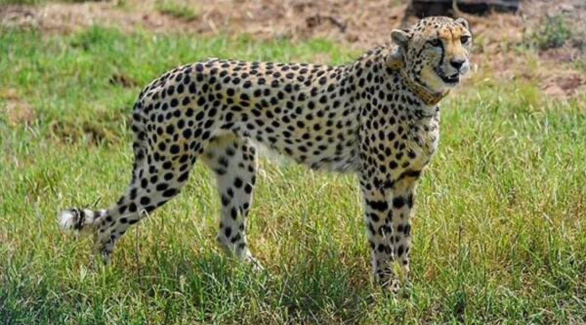 One more cheetah released into wild in MP's Kuno National Park ...