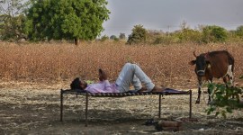 COTTON price increase, Unrest among cotton farmers, cotton prices drop, Rs 7,000 per quintal price drop, indian express, inbdian express, indian express news