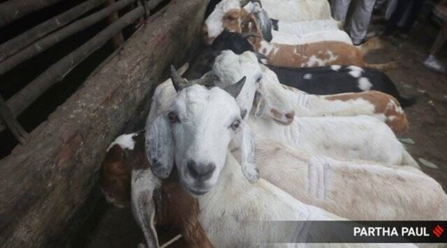 goat theft