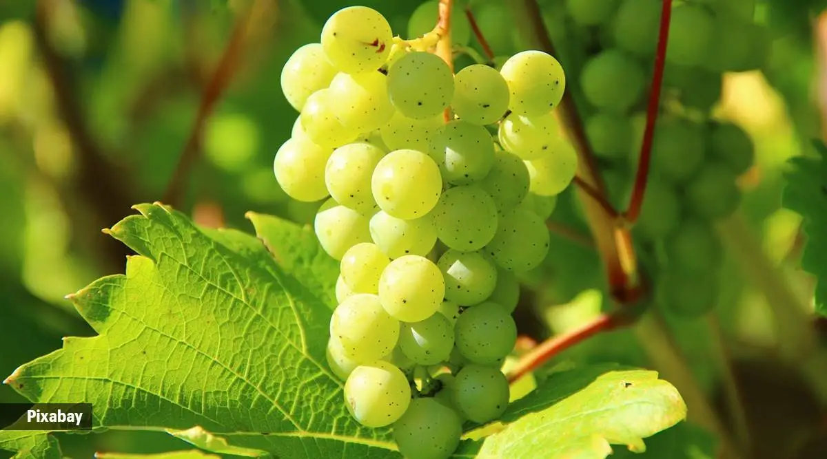 How much grapes should diabetics have?