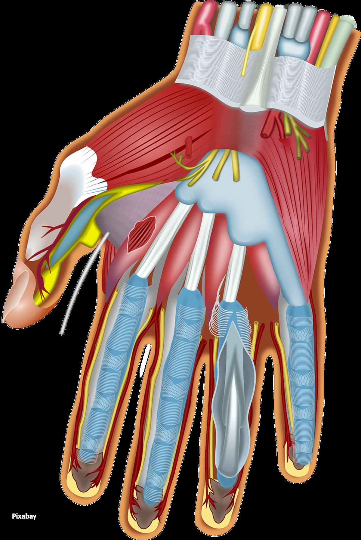 Know Your Body: What Is Nerve Flossing, And Can It Actually Help Ease 