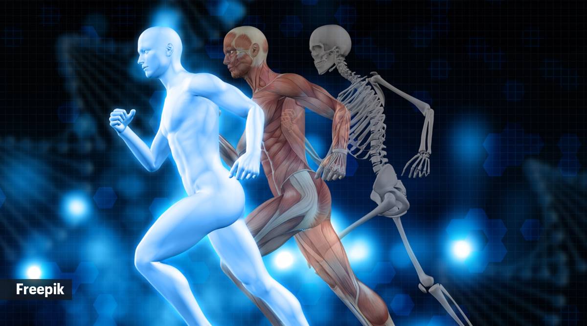 Know Your Body: Turns out, the human skeleton is replaced about ...