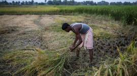 crops share in agri output