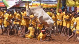 Supreme Court, Jallikattu, Jallikattu ban, bullock cart race, Kambala, Indian Express, India news, current affairs