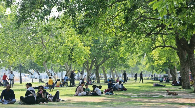 Auction of jamun from trees at India Gate finds no takers | Delhi News ...