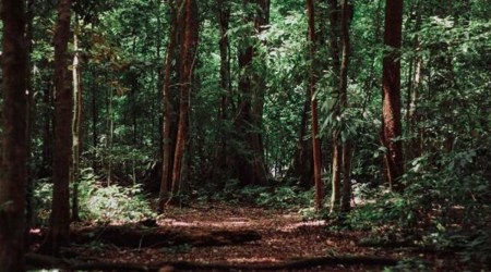 Karnataka forest