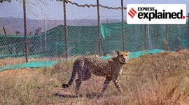 Cheetahs are difficult breeders, but Kuno death was avoidable: here's why