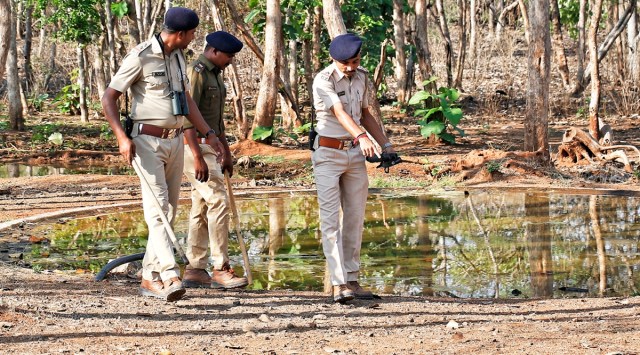 pandemic, forest dept, statewide leopard census, leopar in India, indian express, indian express news