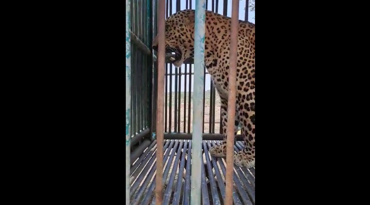 Infant, 3-year-old boy killed after being attacked by lion, leopard in Amreli