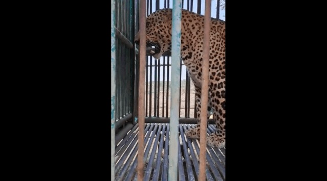 leopard