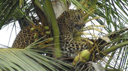 In Goa, leopard on a coconut tree leaves forest officials flummoxed for hours