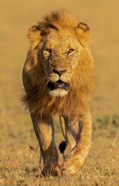 The King making his presence felt