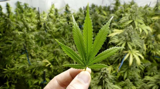 Marijuana ban amsterdam