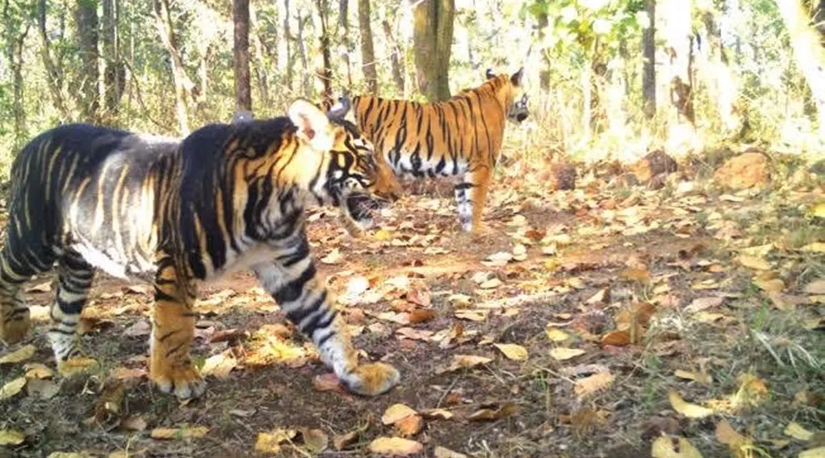 Rare melanistic tiger found dead in Odisha's Similipal Tiger ...
