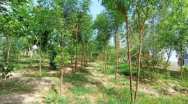 punjab mini forest, amrit van scheme, indian express