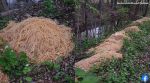 more than 200 kg pasta dumped