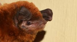 osmania university bat