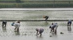 Punjab Agriculture Department, Chief Agriculture Officer Manjit Singh, Punjab govt portal, direct paddy sowing, how to register at punjab govt portal, Punjab govt portal for farmers, indian express, indian express news
