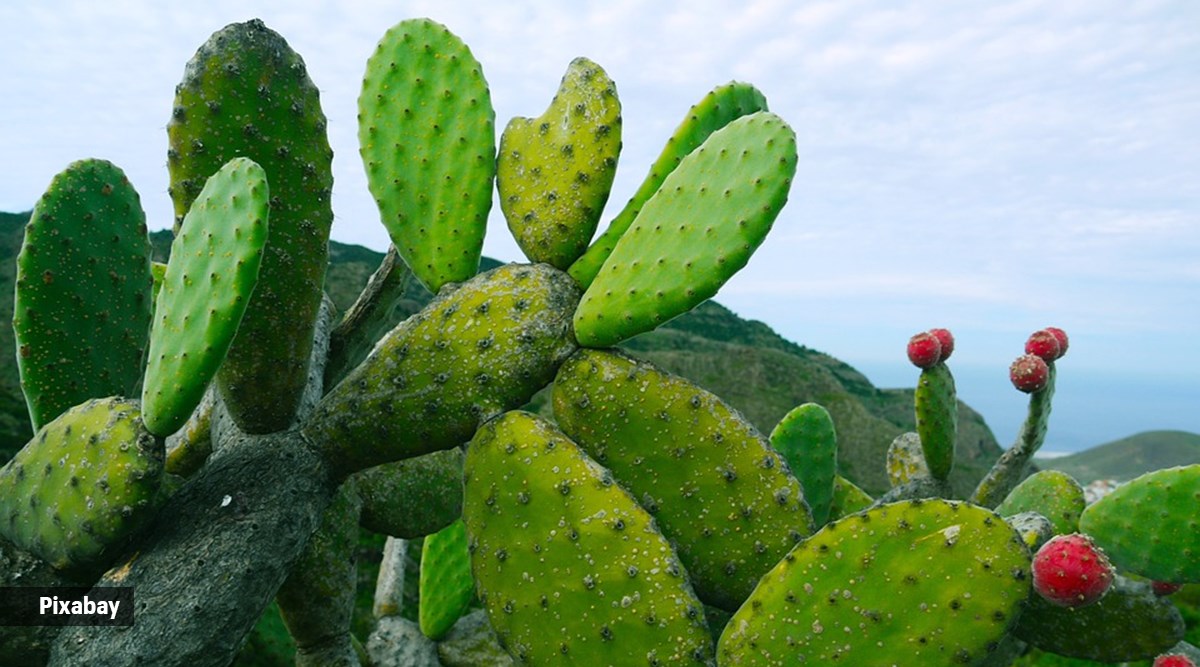 Prickly Pear Oil: Benefits, Uses, and Tips