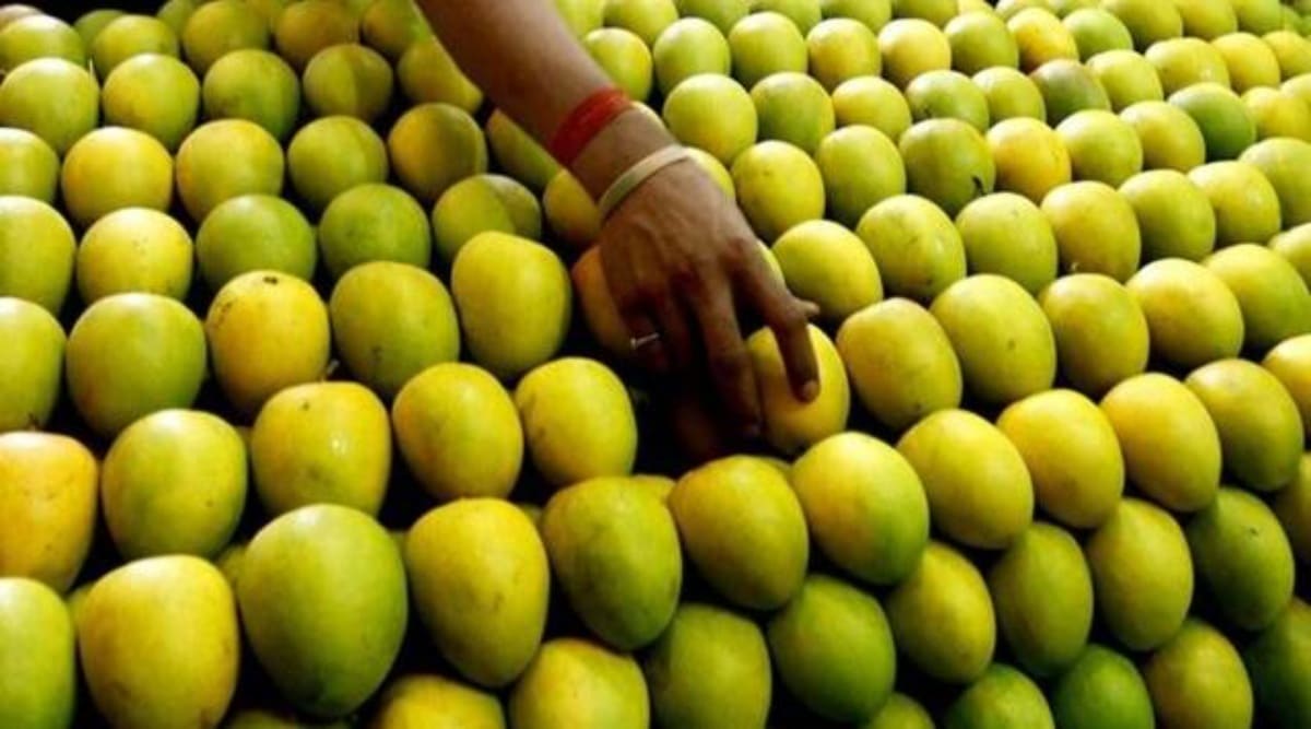 pune mangoes export