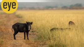 Pygmy hogs in Assam (Pic source: Getty Images)