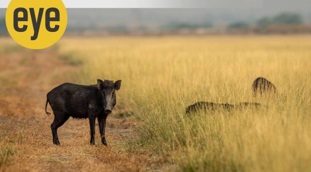 Pygmy hogs in Assam (Pic source: Getty Images)
