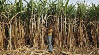 Sugarcane Maharashtra