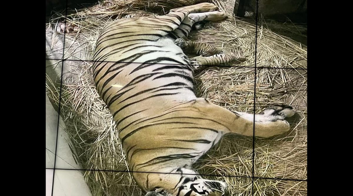 After 18 years, Delhi zoo sees birth of golden Royal Bengal tigers ...
