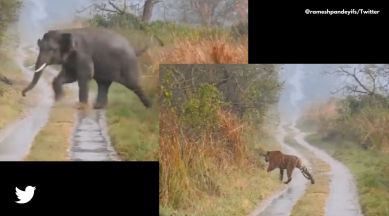 tiger elephant video