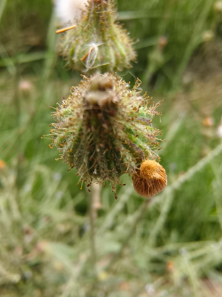 Vivo X90 Pro camera sample