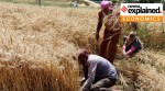 wheat field in Punjab