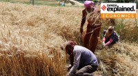 wheat field in Punjab