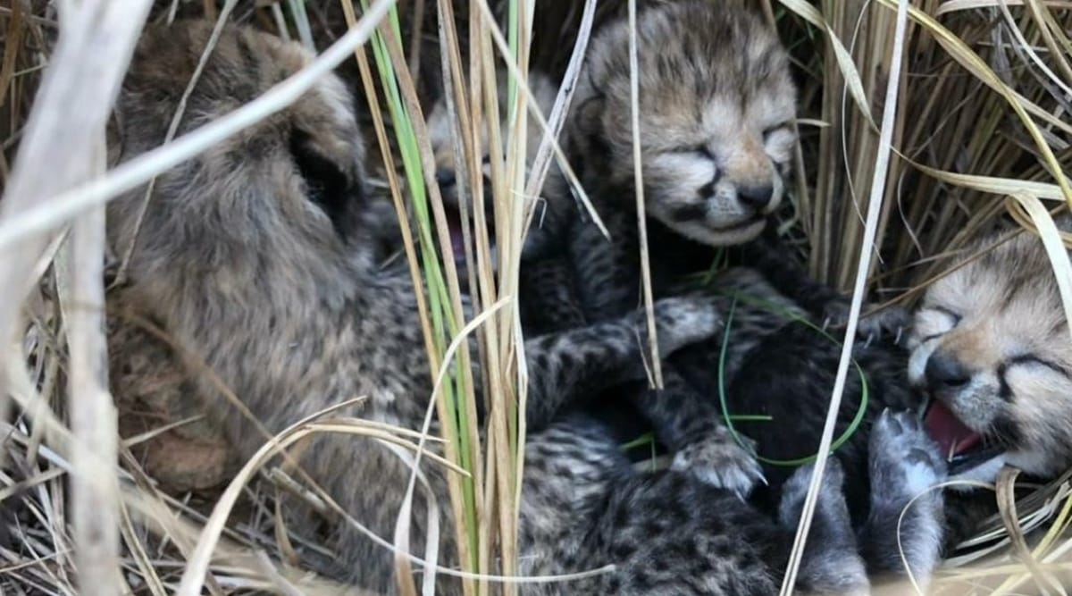 Two more cheetah cubs die at Kuno National Park, third this week